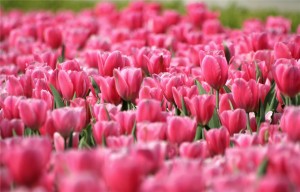 Tulips - dreamstimefree_771045